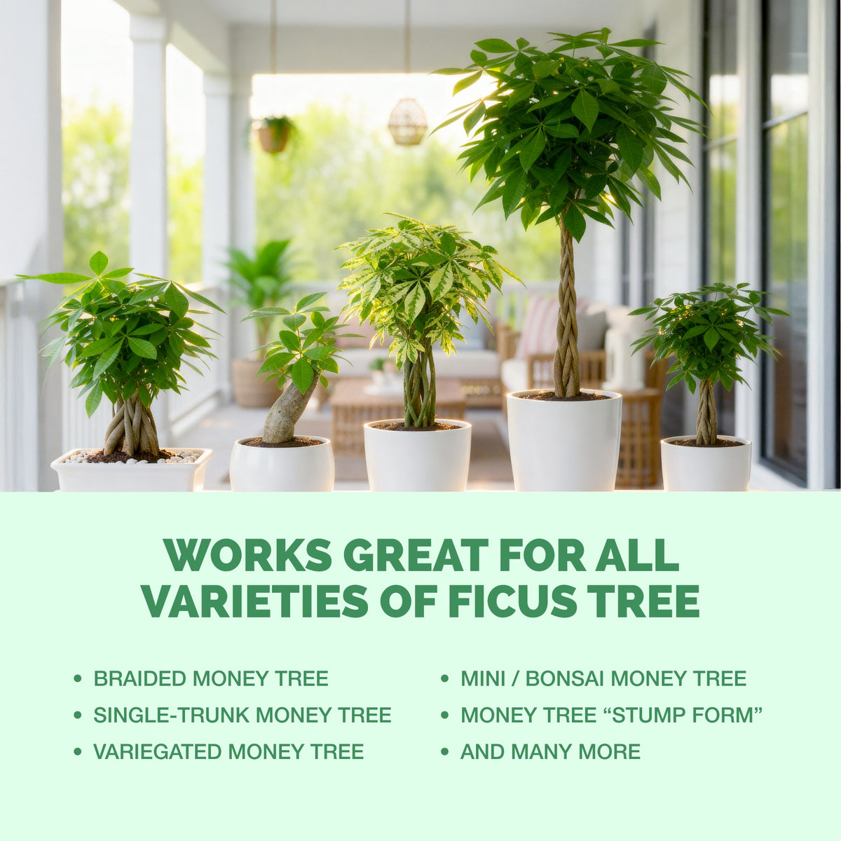 Money Tree Fertilizer — slide 6