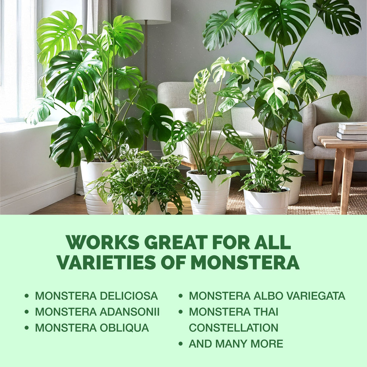 TPS Monstera Plant Food works for all varieties of monstera