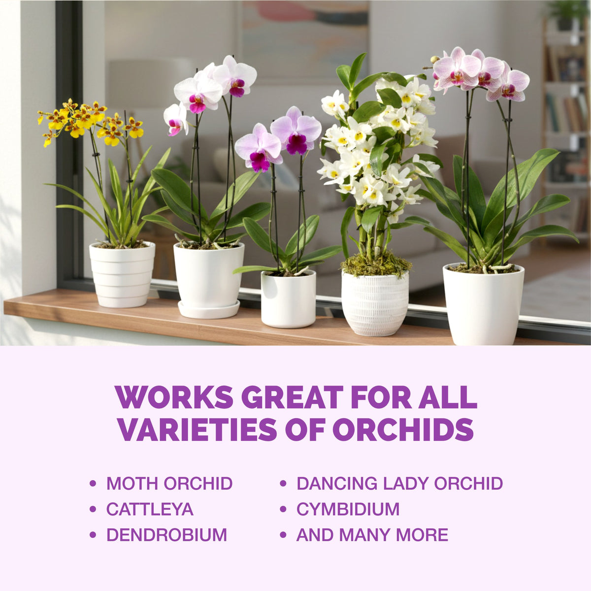 Orchid Plant Food — slide 6