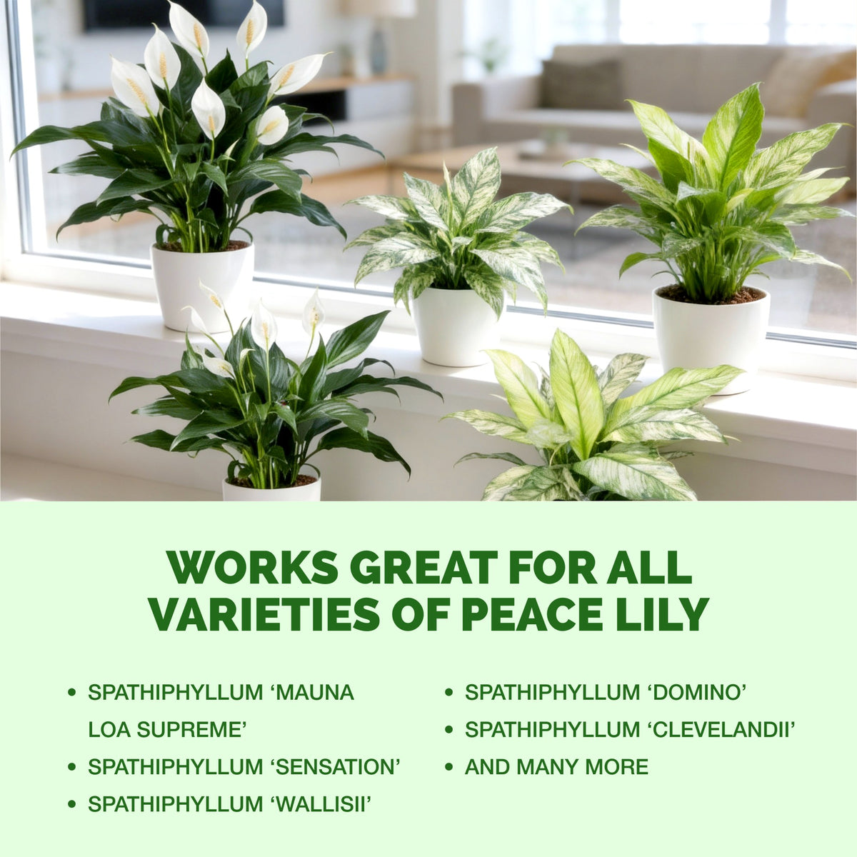 TPS Peace Lily Fertilizer works for all varieties of peace lily