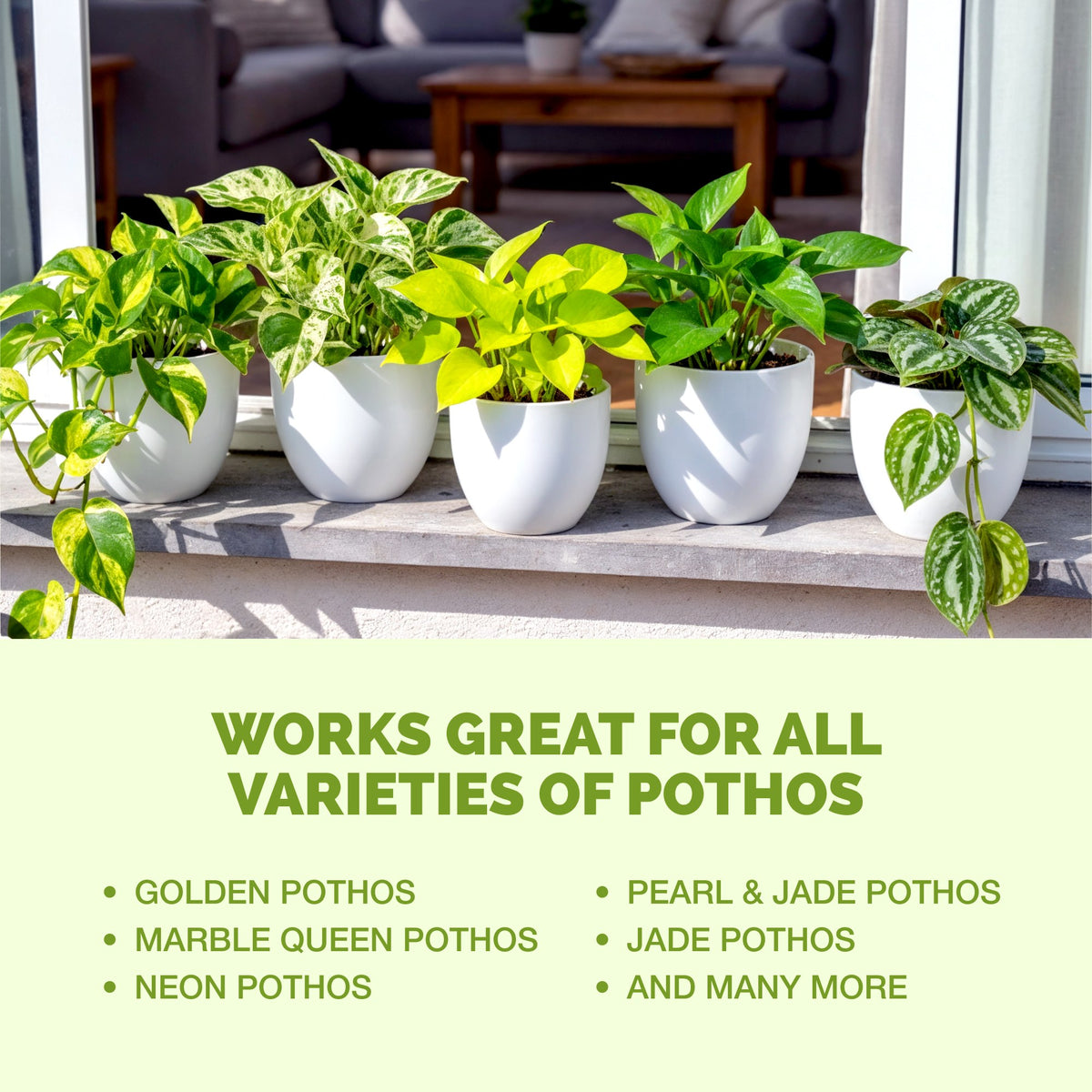 TPS Pothos Fertilizer works for all varieties of pothos