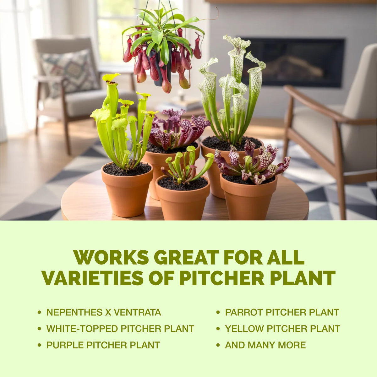 TPS Pitcher Plant Food works for all varieties of pitcher [other]