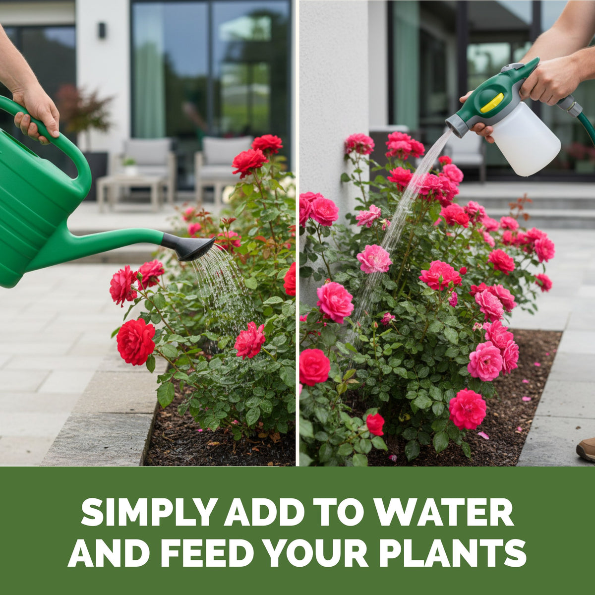 Feeding rose with TPS Rose Fertilizer by watering can or hose-end sprayer