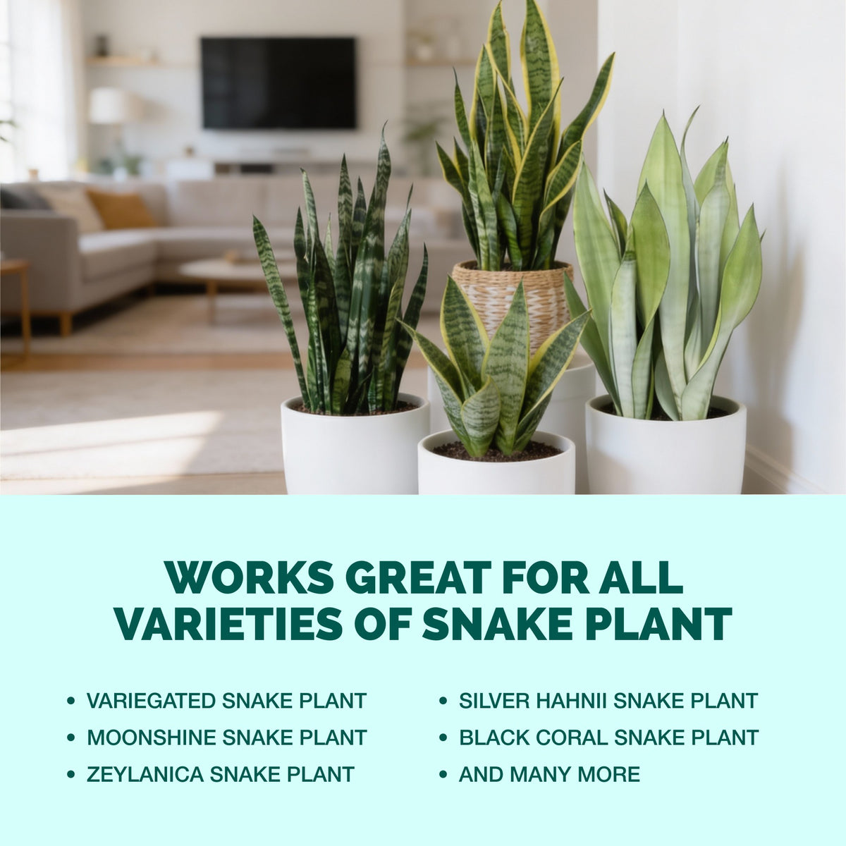 Snake Plant Fertilizer — slide 6
