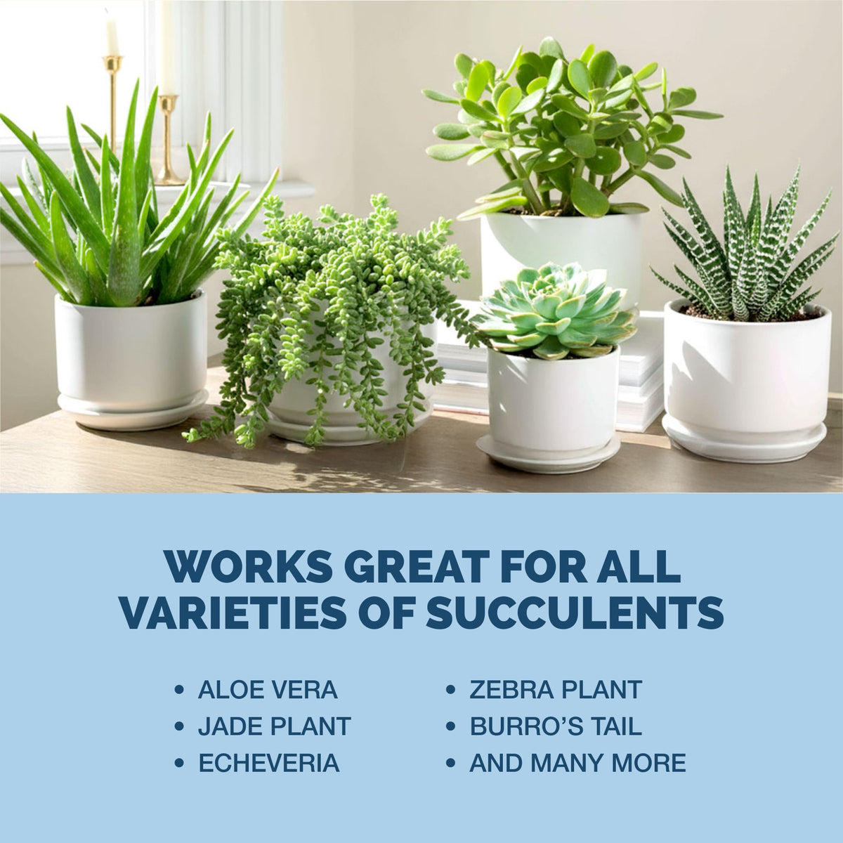 Succulent Plant Food — slide 6