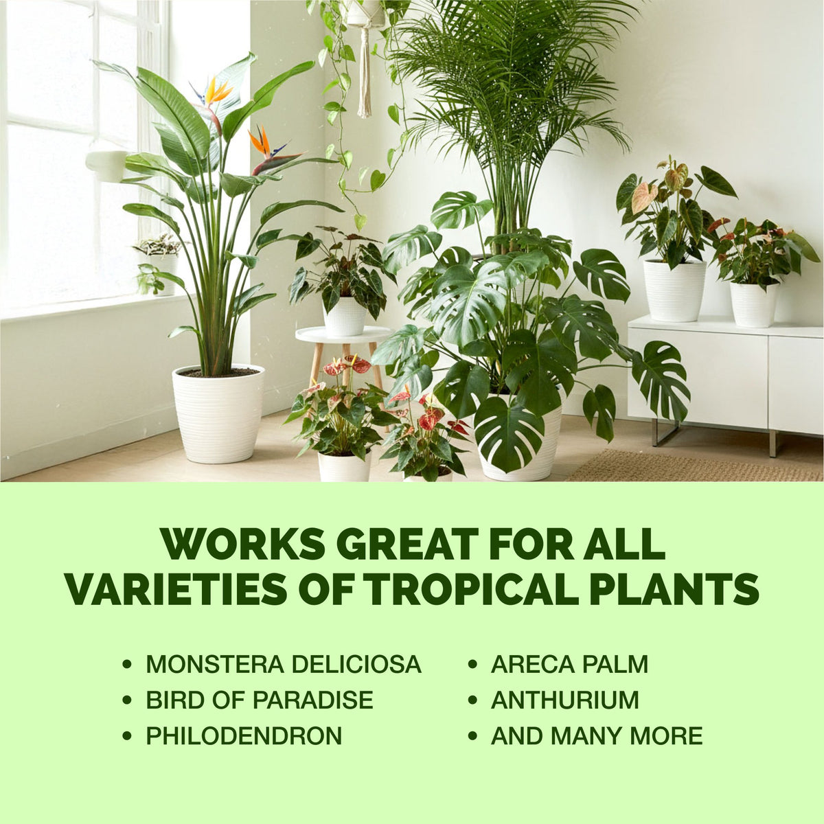 Tropical Plant Fertilizer — slide 6