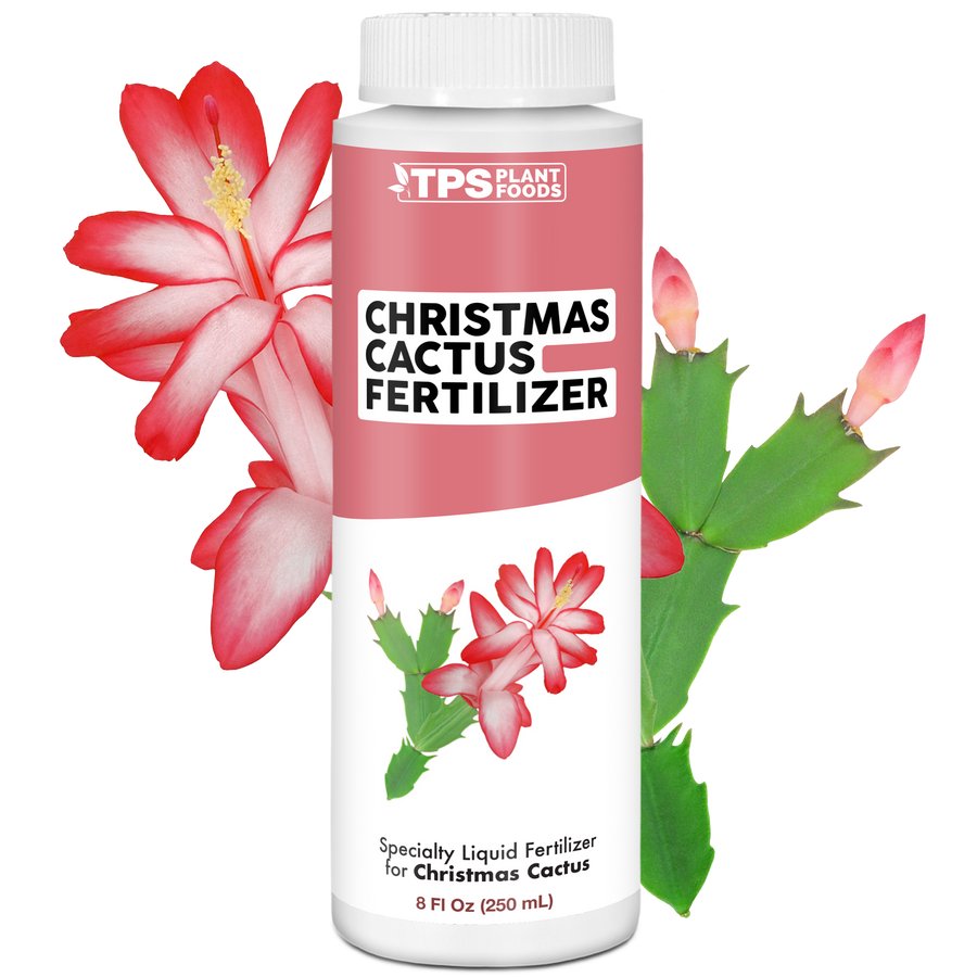 Christmas Cactus Fertilizer