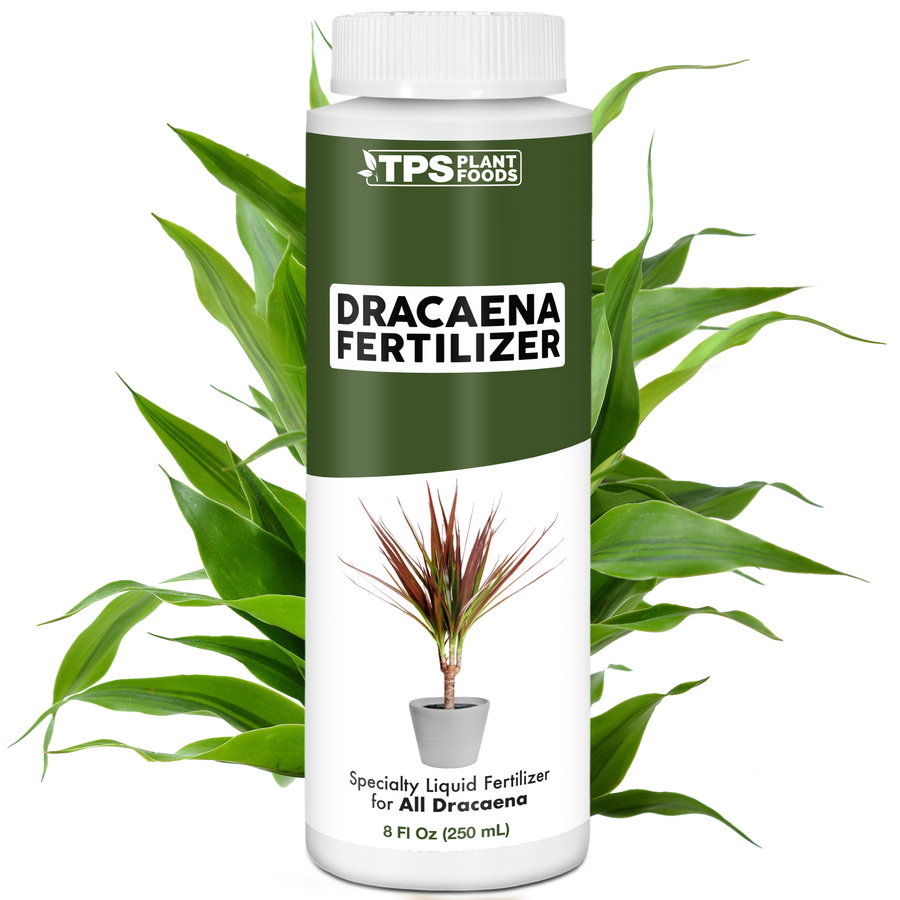 Dracaena Fertilizer