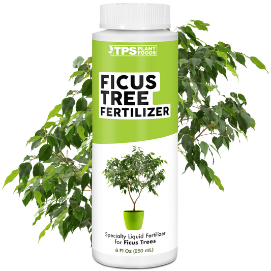 Ficus Fertilizer
