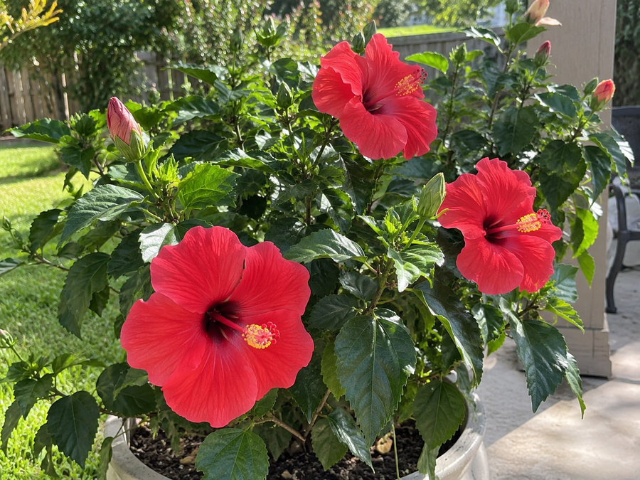 Curtis B.'s potted hibiscus covered in red blooms