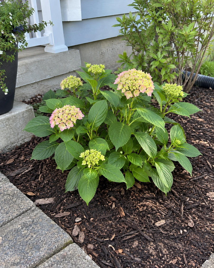 After: the same hydrangea fuller, with pink and green blooms opening