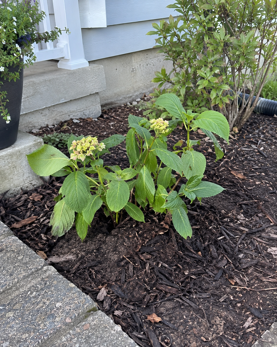 Before: a newly transplanted hydrangea in a mulched bed with a few small buds