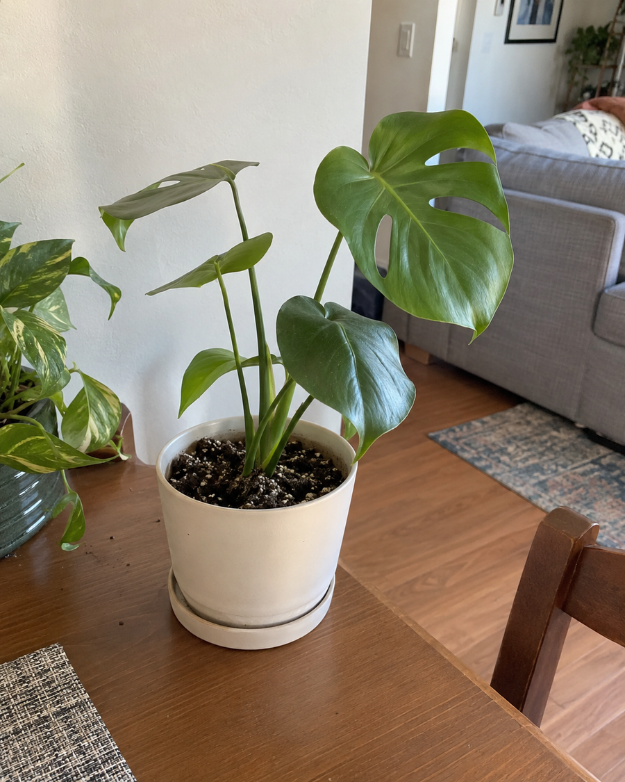 Mark D.'s monstera in a white pot by the living room window