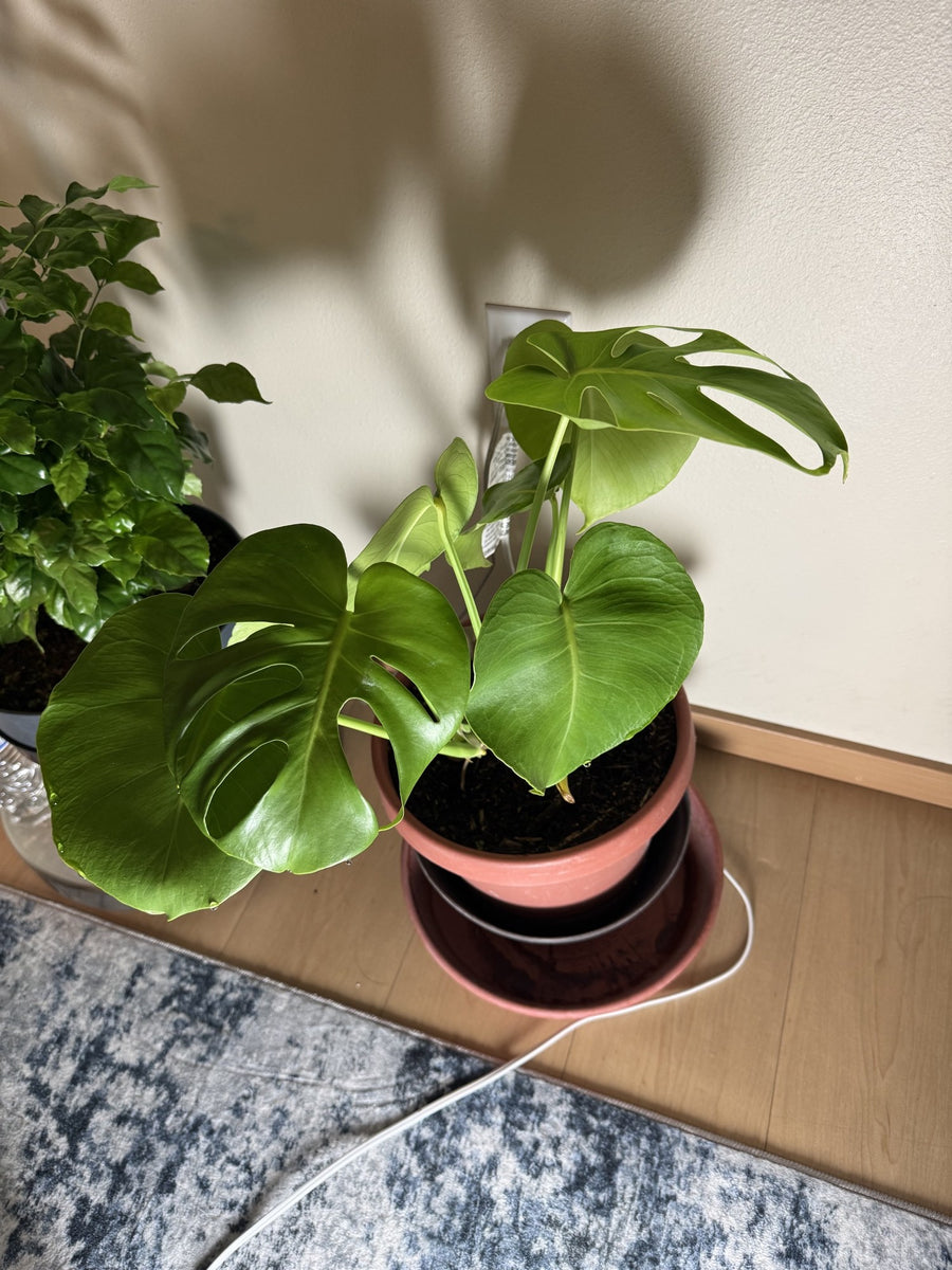 A reviewer's young monstera in a terracotta pot on the floor beside a wall