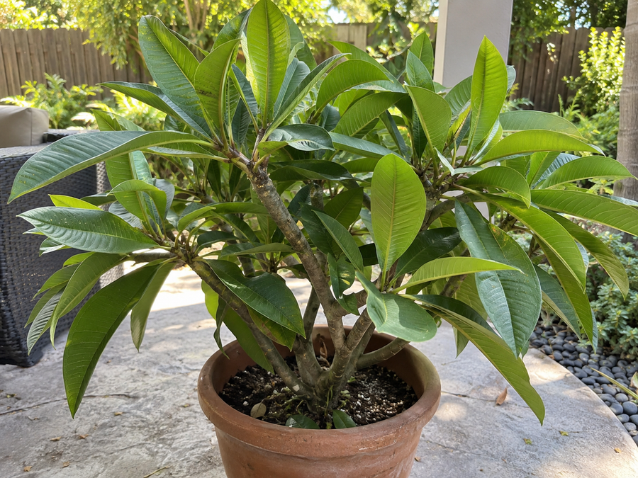 Sandra H.'s potted plumeria, full of leaves