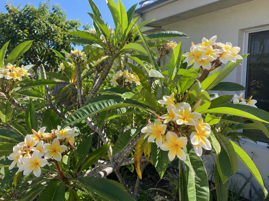 Mark D.'s plumeria in full bloom