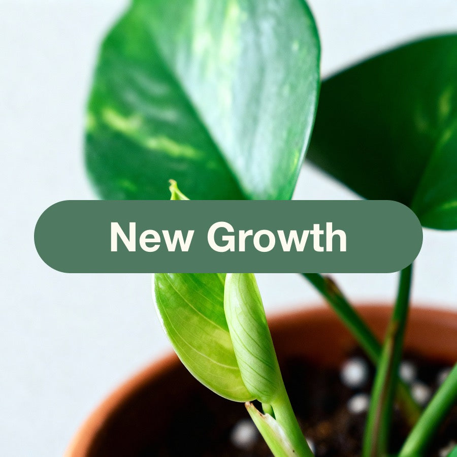 Encourages fresh leaf and stem growth for a fuller, thriving plant.