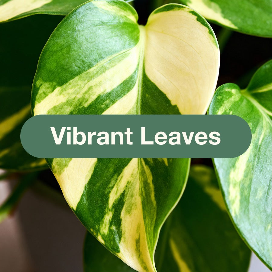 Feeds foliage for deeper color and a brighter, more lively look.