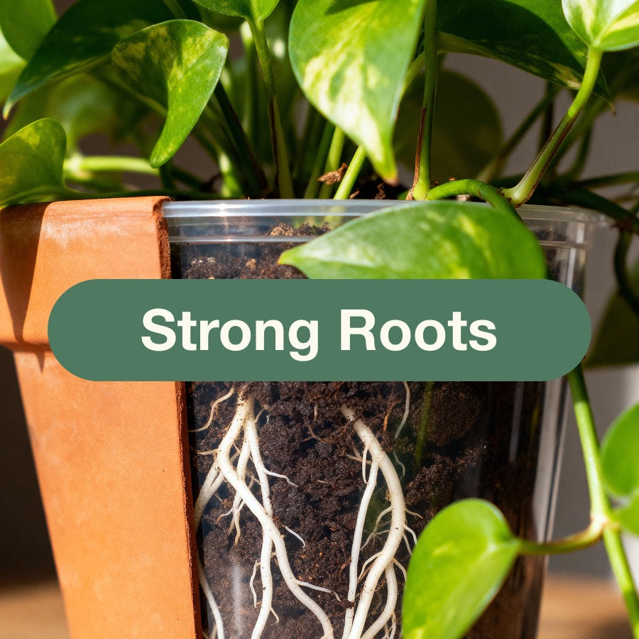 Supports healthy, resilient roots that absorb nutrients more effectively.