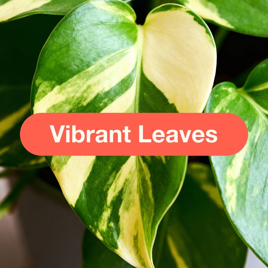 Feeds foliage for deeper color and a brighter, more lively look.